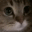 meow