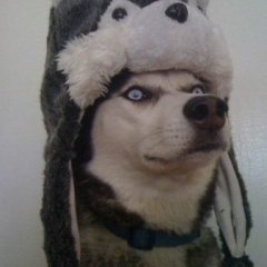 xWolfy